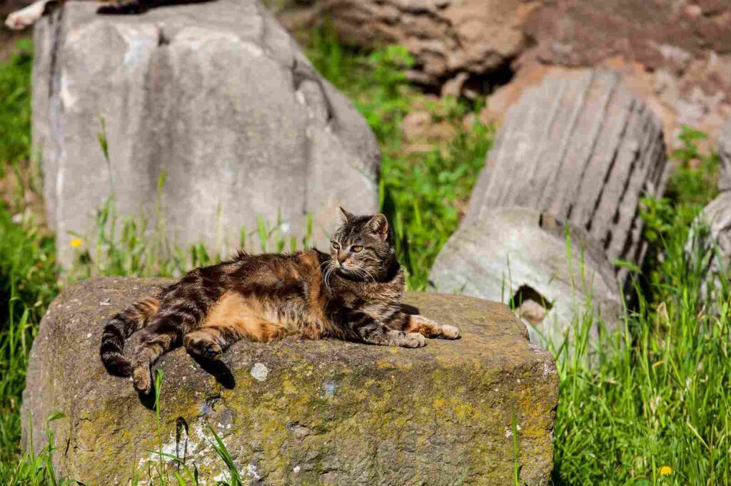 Cat in Rome