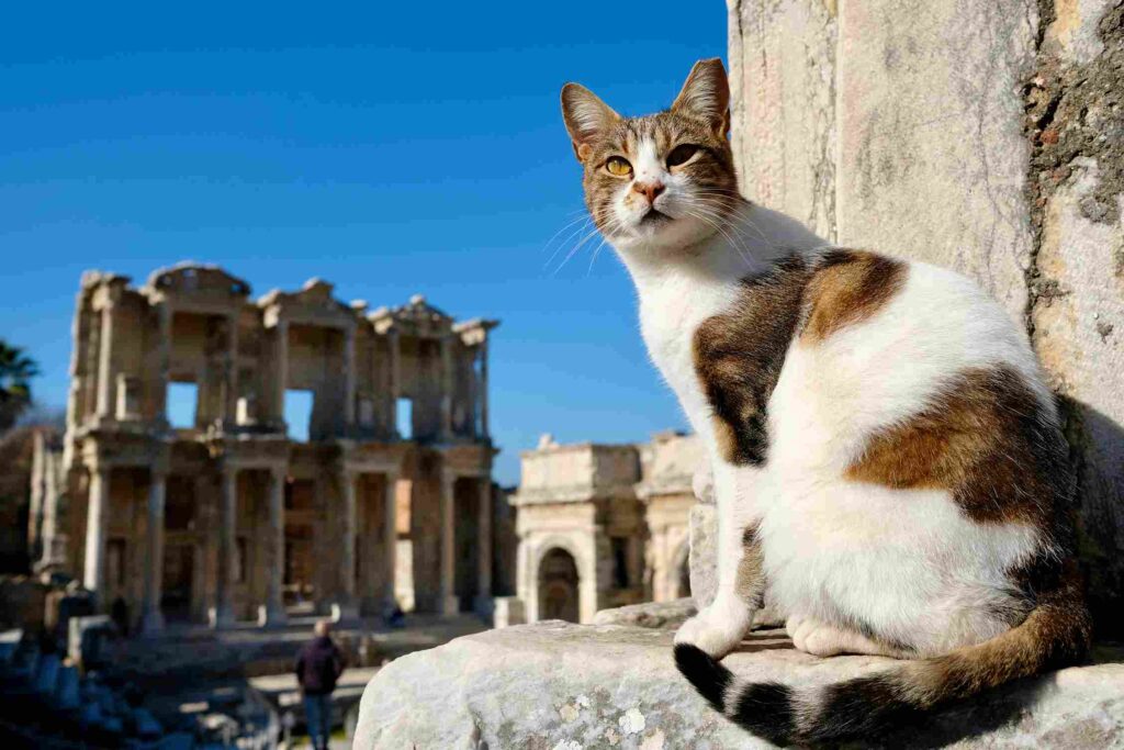 Cat in Rome
