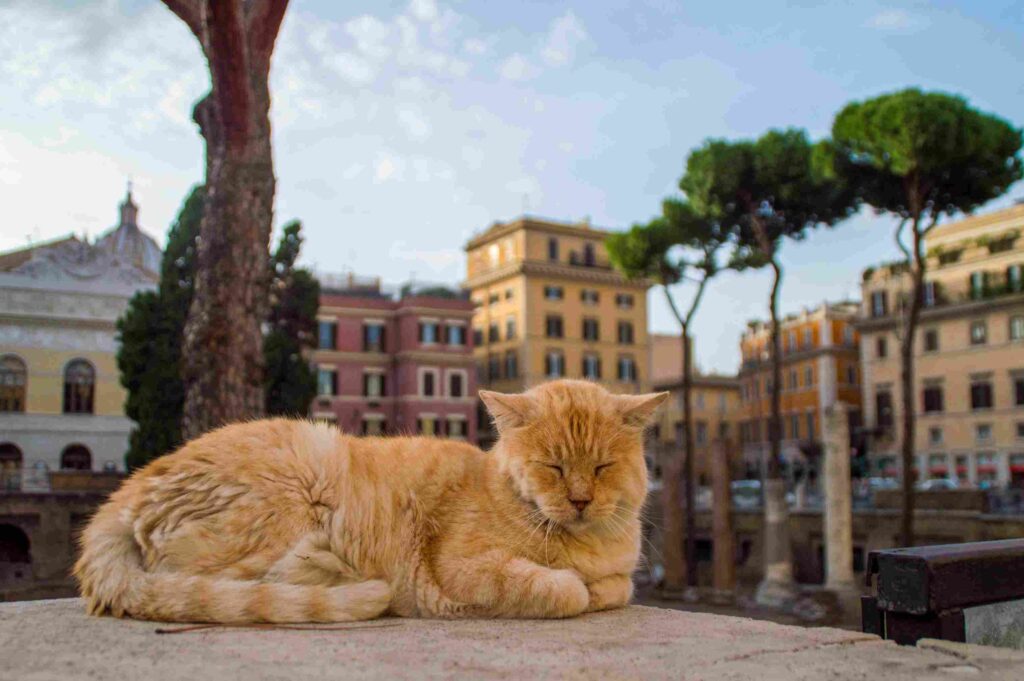 A cat in Rome