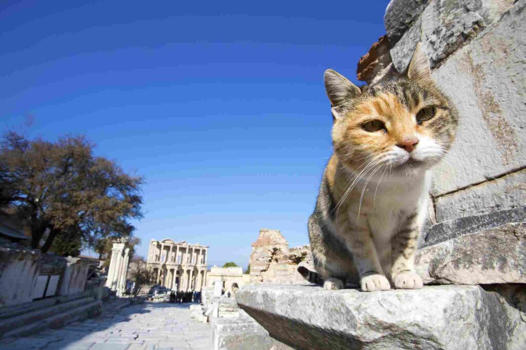 Cat in Rome