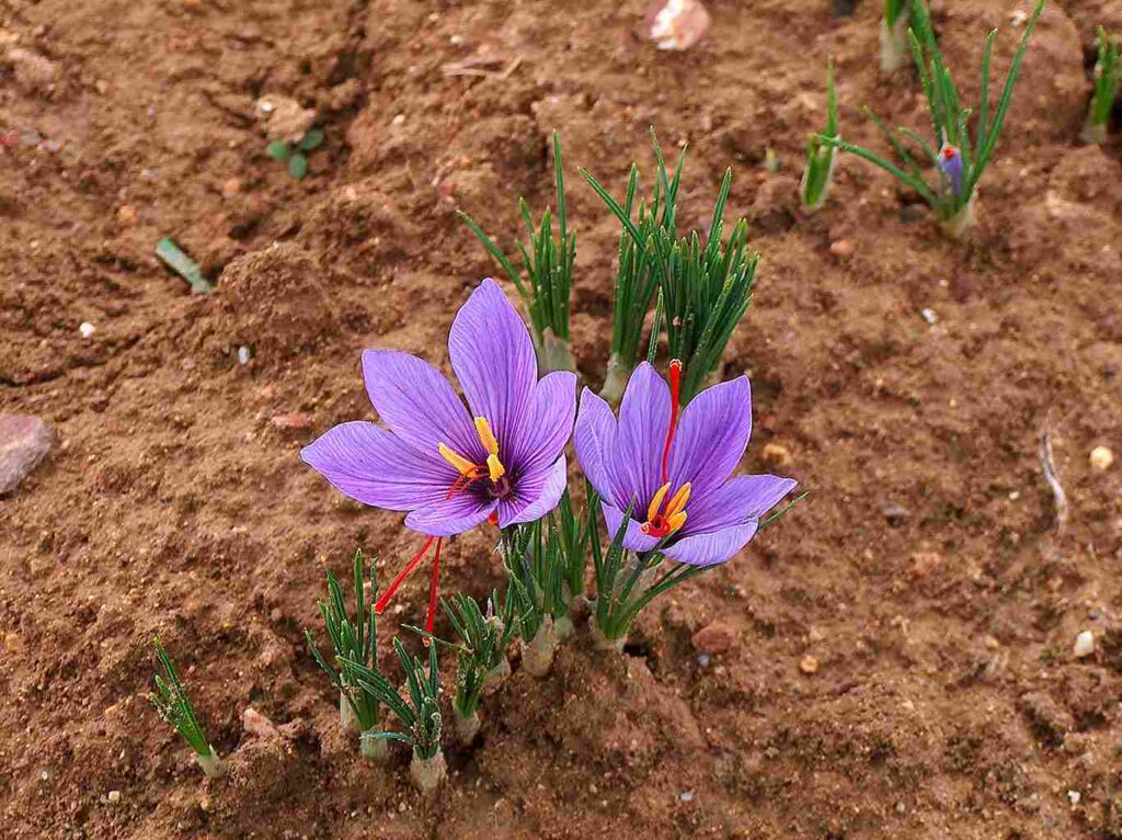 Italian red gold: saffron! -